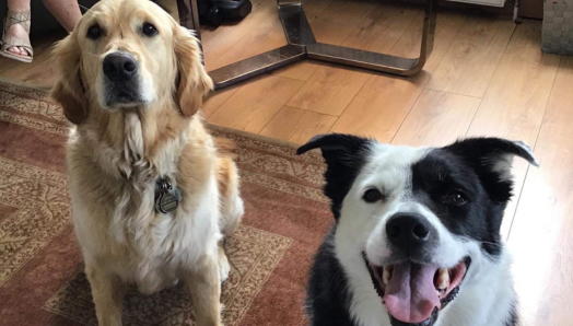 Charles, un golden retriever, et son nouvel ami écossais, un chien noir et blanc nommé Patch.