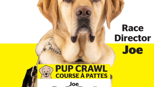 Un chiot qui deviendra chien-guide remue la langue. Le chiot est un labrador jaune et porte une veste de dressage jaune de Chiens-guides d’INCA.