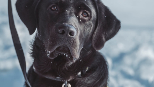 Steve, un croisé Labrador noir golden retriever, est assis dehors sur la neige. Il regarde la caméra avec une expression sérieuse, tout en portant un gilet noir et jaune "Futur chien-guide".